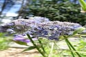 Vakantiehuis Tuin zomer