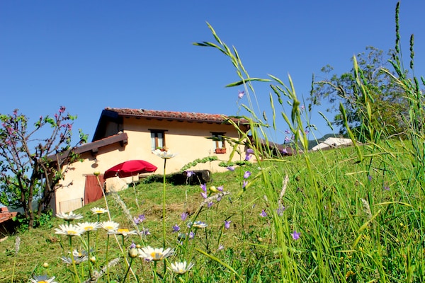 Boccabugia del Colle