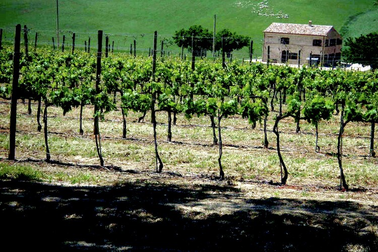 Mansion Marche