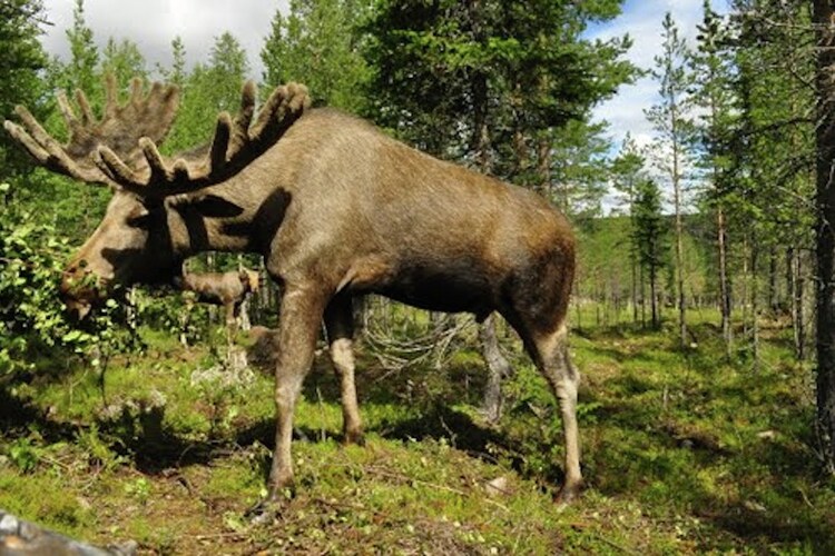 Ferienhaus Tyngsjo Vildmark (795124), Äppelbo, Dalarnas län, Mittelschweden, Schweden, Bild 37