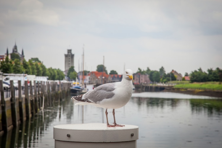 Ferienwohnung Westerschelde (1379323), Zierikzee, , Seeland, Niederlande, Bild 31