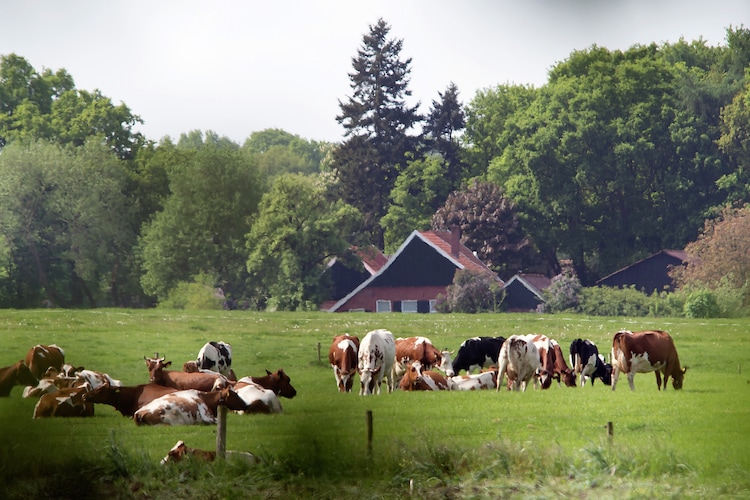 Ferienhaus Recreatiepark Het Winkel (1698553), Brinkheurne, , Gelderland, Niederlande, Bild 25