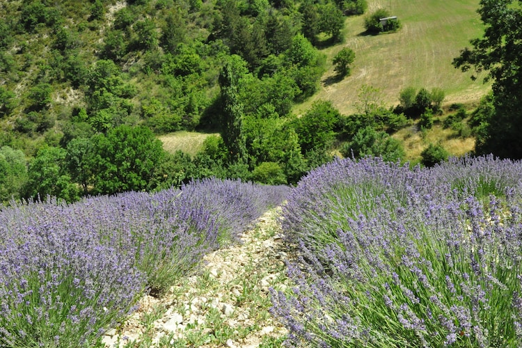 Holiday house Mas du Petit Vigneret (58953), Domazan, Gard inner land, Languedoc-Roussillon, France, picture 23