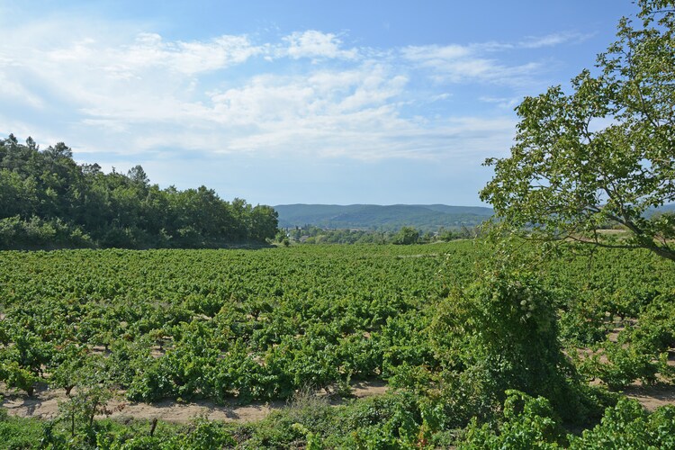 Holiday house Mas du Petit Vigneret (58953), Domazan, Gard inner land, Languedoc-Roussillon, France, picture 24