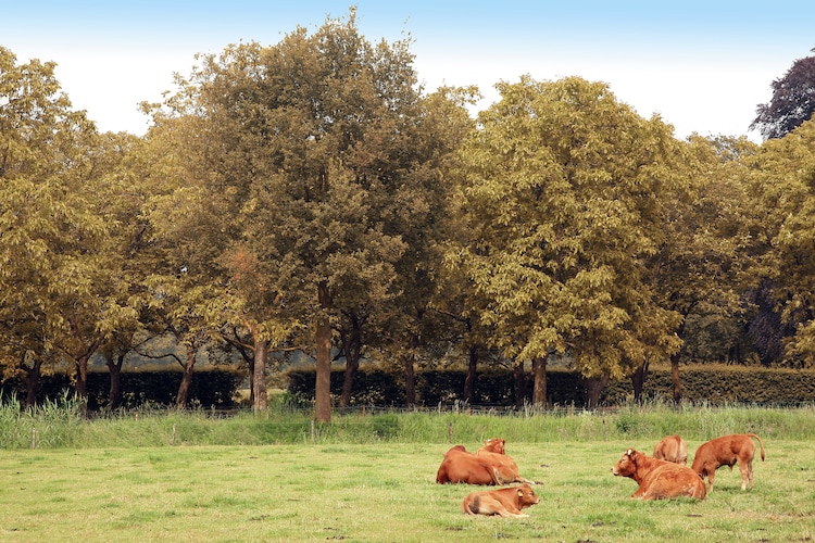 Ferienhaus Wezel - Landgoed Zelle (58891), Hengelo GLD, , Gelderland, Niederlande, Bild 12