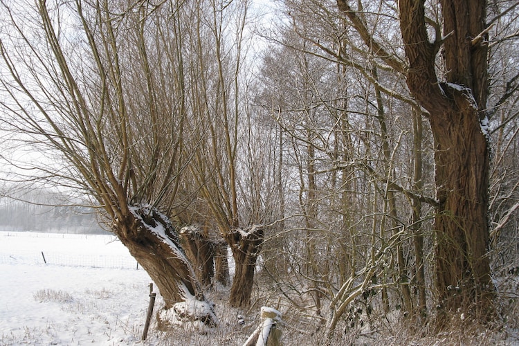 Ferienhaus Wezel - Landgoed Zelle (58891), Hengelo GLD, , Gelderland, Niederlande, Bild 19