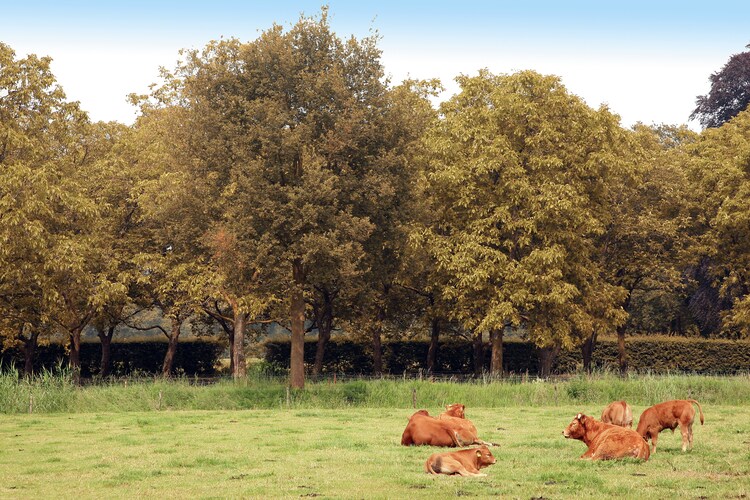 Ferienhaus Eekhoorn - Landgoed Zelle (58890), Hengelo GLD, , Gelderland, Niederlande, Bild 17