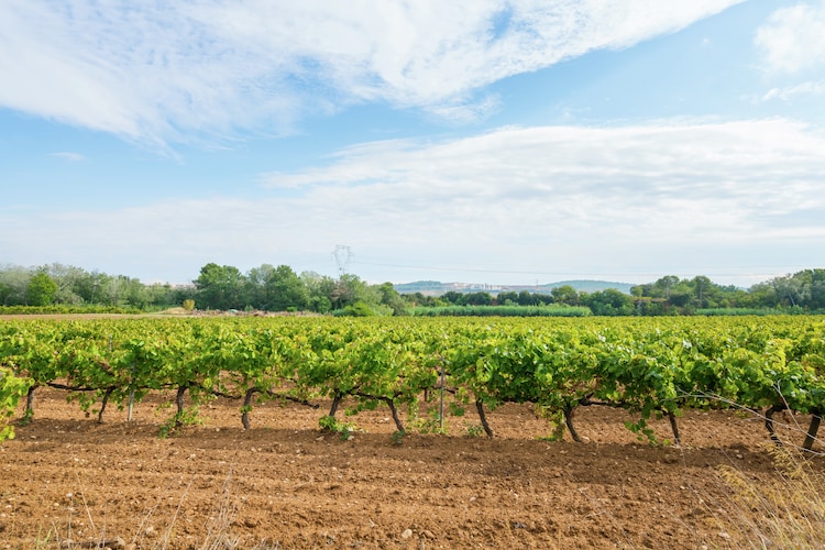 Ferienhaus El Racó (59100), Pacs del Penedès, Barcelona, Katalonien, Spanien, Bild 28