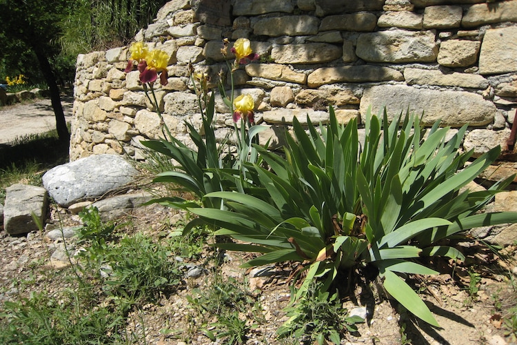 Holiday house La Trinite (59020), Saint Martin de Castillon, Vaucluse, Provence - Alps - Côte d'Azur, France, picture 3