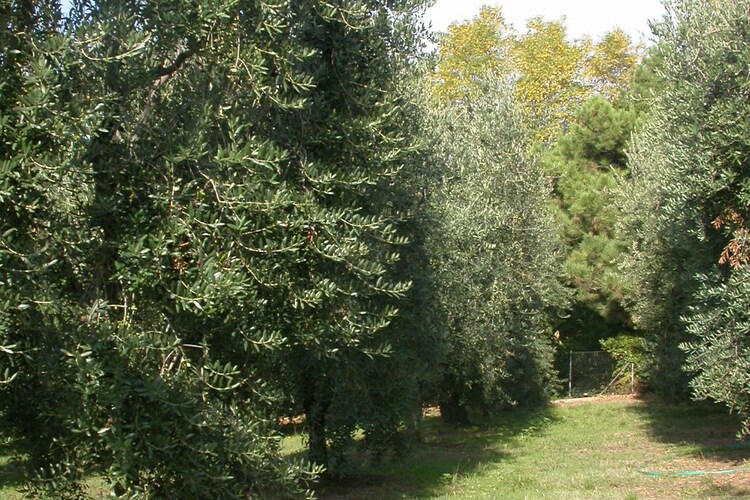Garten (Sommer)