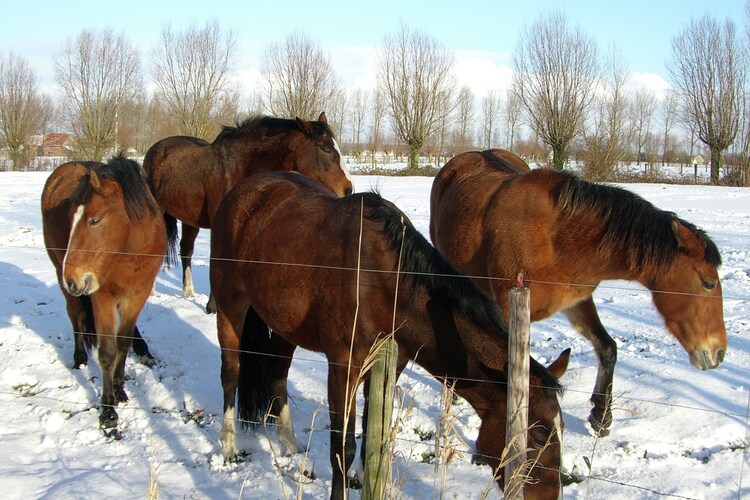 Uitzicht van vakantiehuis (winter)