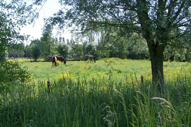 Uitzicht van vakantiehuis (zomer)