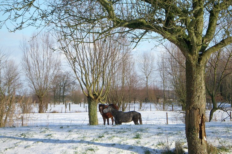 Uitzicht van vakantiehuis (winter)