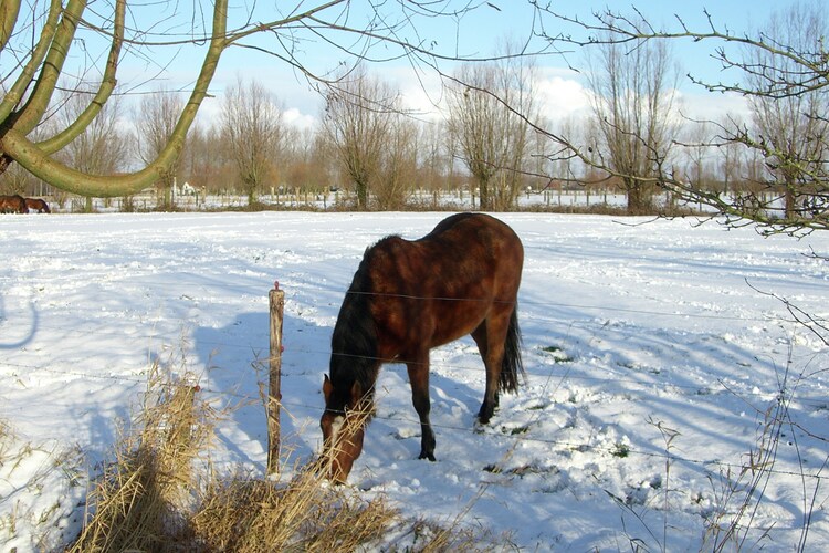 Uitzicht van vakantiehuis (winter)