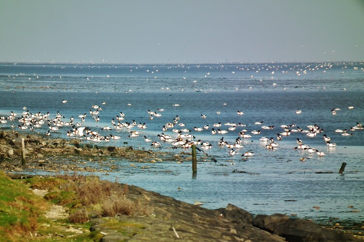 Ferienhaus Fostaland (76183), Ballum, Ameland, Friesland (NL), Niederlande, Bild 13