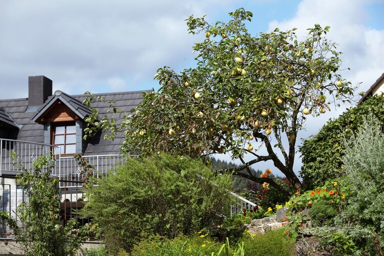 Ferienwohnung Kylltal Panorama (277416), Zendscheid, Südeifel, Rheinland-Pfalz, Deutschland, Bild 14