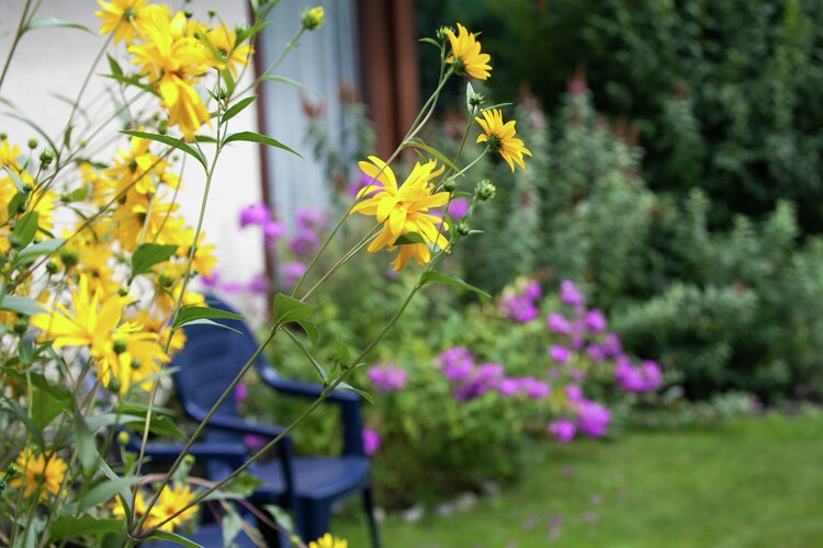 Garden (summer)