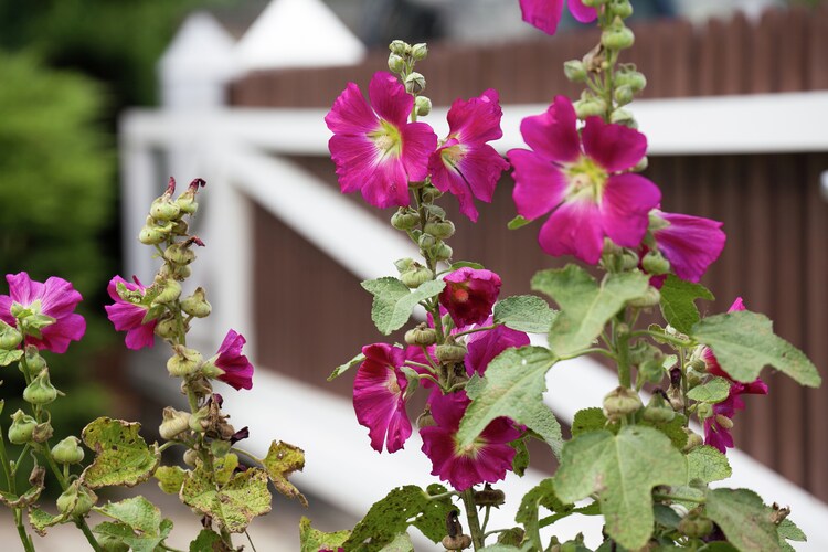 Garden (summer)