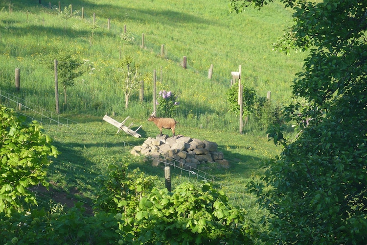 Ferienwohnung Leitges (332713), Bettenfeld, Moseleifel, Rheinland-Pfalz, Deutschland, Bild 14