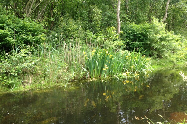 Directe omgeving (zomer) (<1 km)