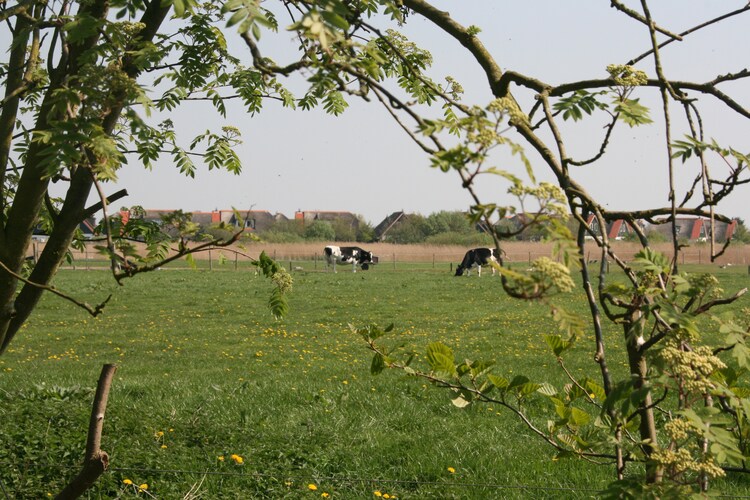 Tuin (zomer)