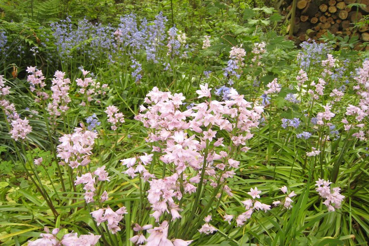 Tuin (zomer)