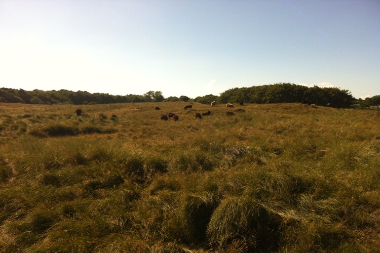 Directe omgeving (zomer) (<1 km)