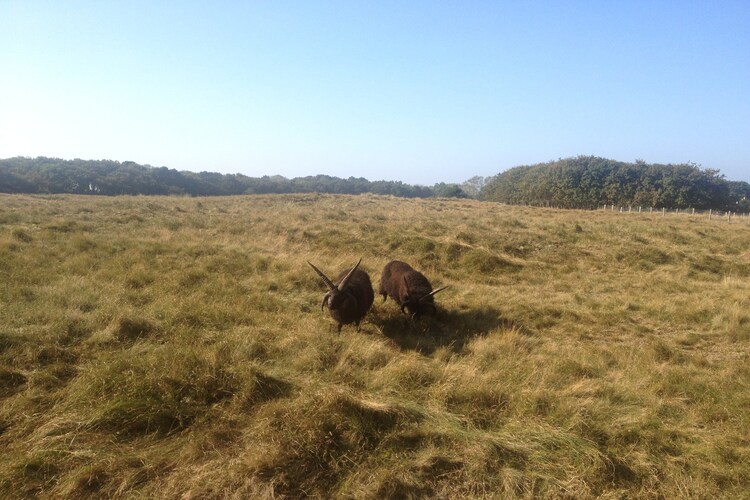 Directe omgeving (zomer) (<1 km)