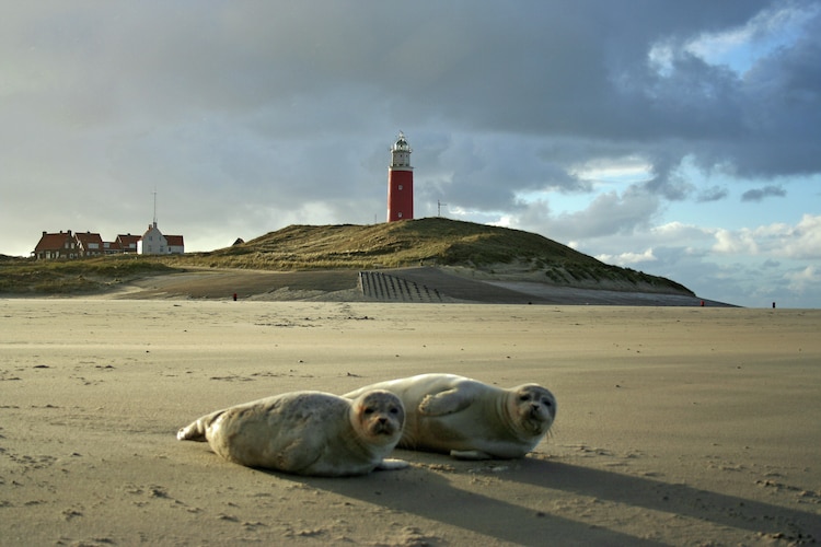 Ferienhaus De Krim Texel - Schapen in de Wei 20 pers (340600), De Cocksdorp, Texel, Nordholland, Niederlande, Bild 33