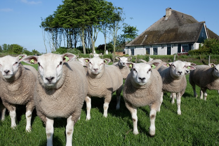 Ferienhaus De Krim Texel - Schapen in de Wei 20 pers (340600), De Cocksdorp, Texel, Nordholland, Niederlande, Bild 31