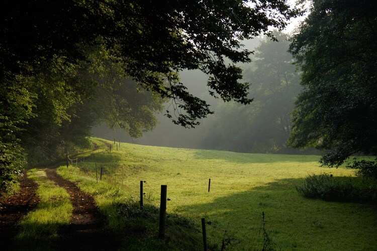 Garten (Sommer)