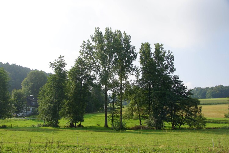 Garten (Sommer)