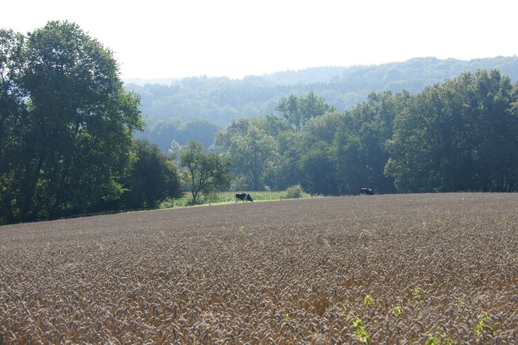 Garten (Sommer)