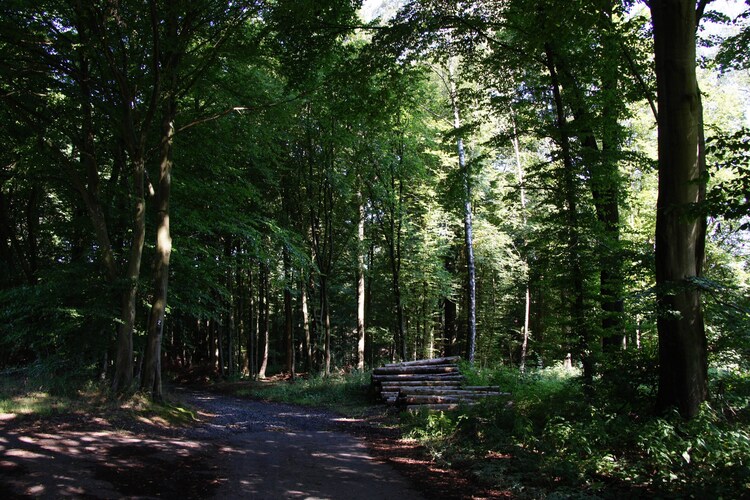 Garten (Sommer)