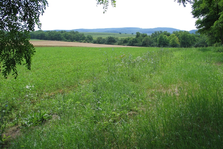 Immediate Surroundings (summer) (<1 km)