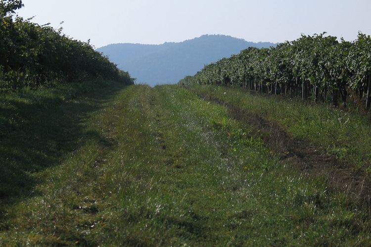Immediate Surroundings (summer) (<1 km)