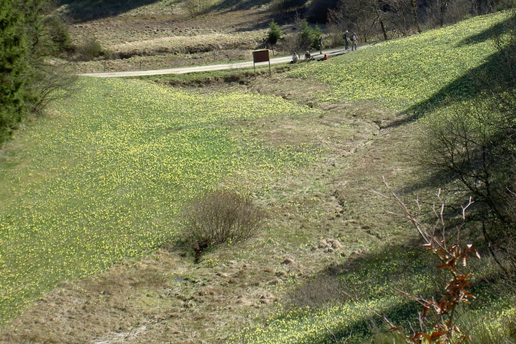 Ferienhaus Reutesch Wellness 6 (488697), Büllingen, Lüttich, Wallonien, Belgien, Bild 20