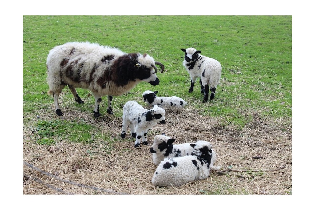 Dorpsbeauty aan de Oostzee