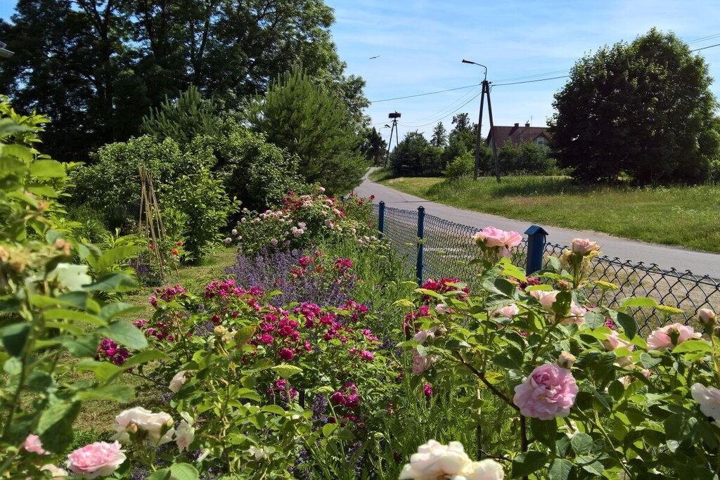Garden Summer