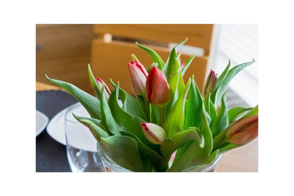 Holiday apartment Jolle D11