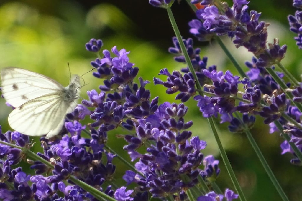 Irene Dorn Comfortable holiday residence