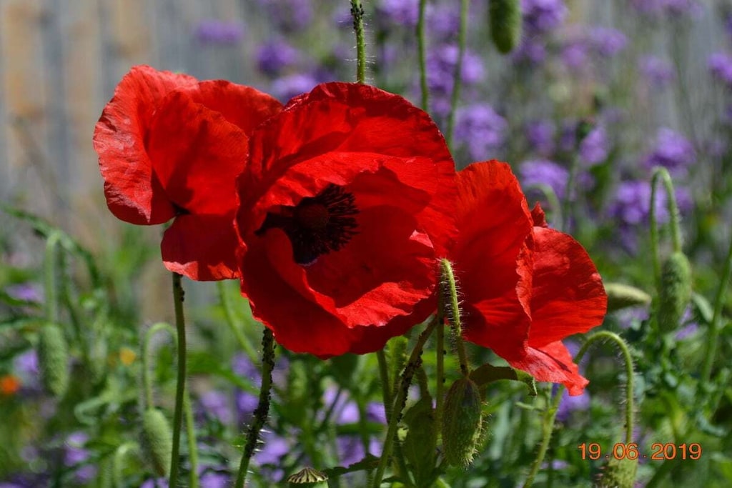 Ground floor: (Sitting room, Kitchen(Egg Cooker, Tea Towels, Kitchenette, hob, electric kettle, toaster, coffee machine, oven, dishwasher, fridge, freezer), Living/diningroom(Sofa, TV, dining table), bedroom(Bed Linen, Wardrobe, double bed, TV, radio), bedroom(Bed Linen, Wardrobe, double bed, TV), bathroom(Mirror, toilet, shower, washbasin), bathroom(Mirror, toilet, shower, washbasin), storage)\n\nFire Alarm, Hot Water, Vacuum Cleaner, Internet access, Internet access, washing machine, balcony(garden furniture), heating, terrace(Sun Umbrella, garden furniture, sun loungers), garden(Barbecue center, garden furniture, sun loungers), parking, ironing board, iron, lounge set, drying cabinet, telephone