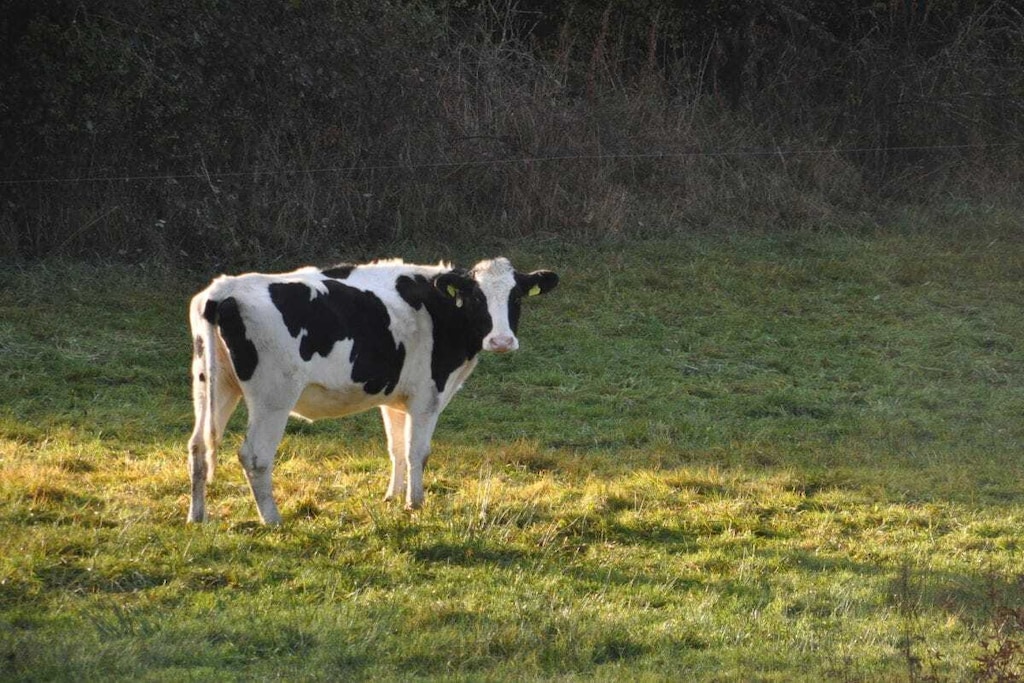 68156-Niet-getagd