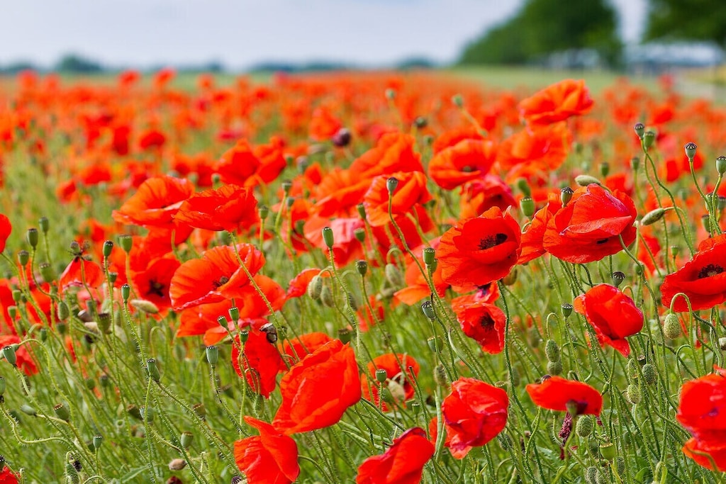 in the Landhaus Rügeband