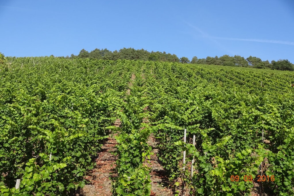 2 Weinhaus Marmann