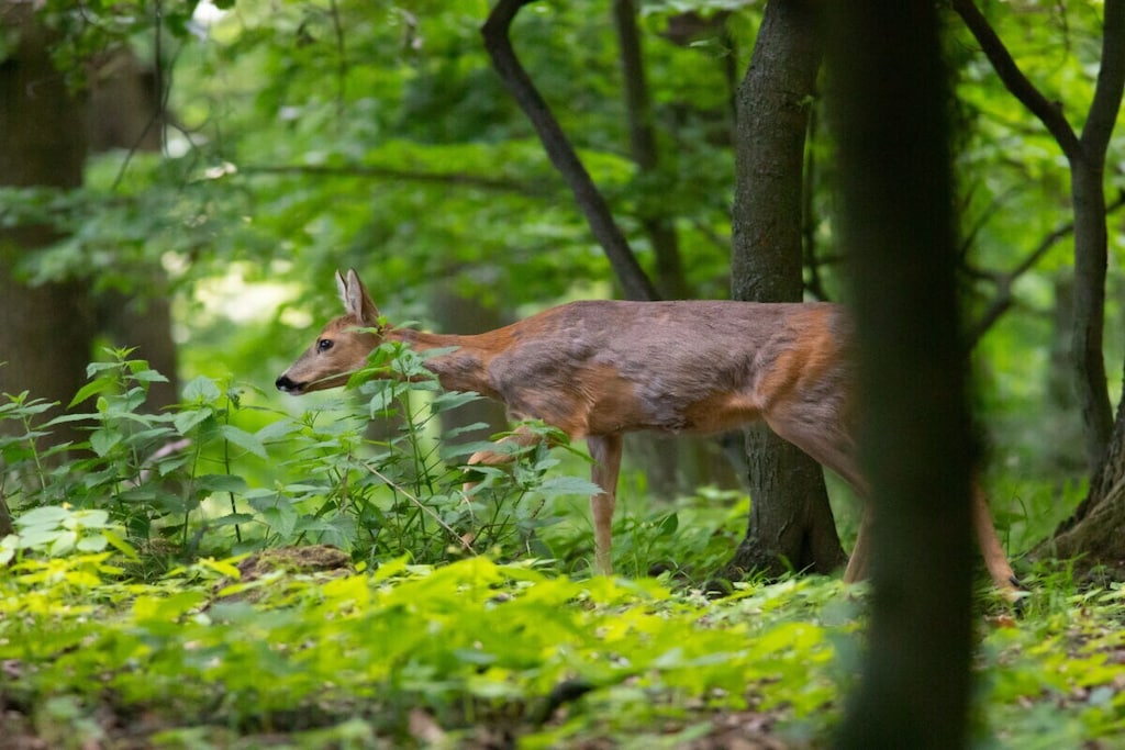 581113-Nicht zugeordnet