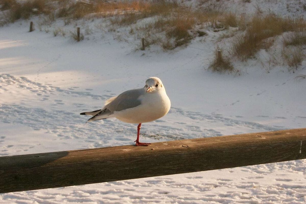 74444 - Niet-getagd