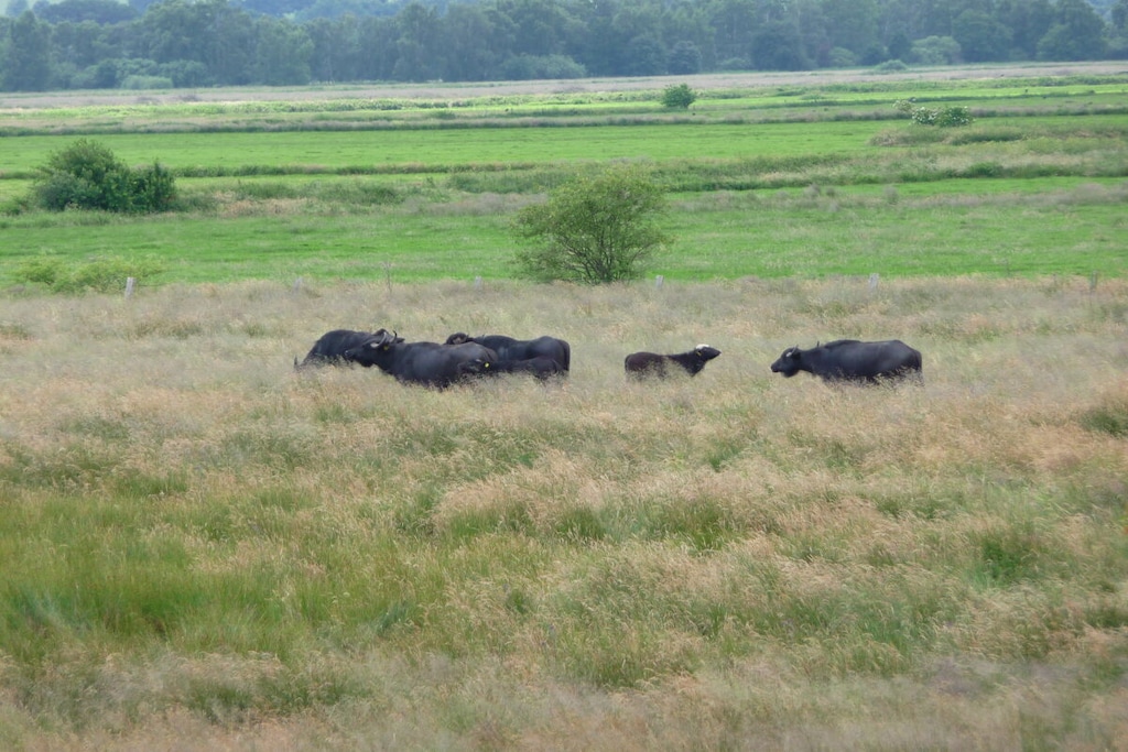 115853 - Niet-getagd