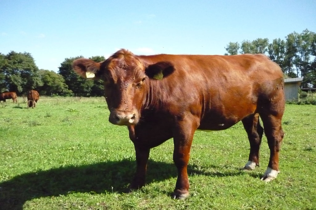 52963 - Niet-getagd