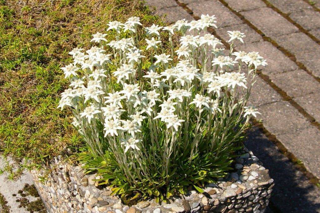 90636 - Niet-getagd